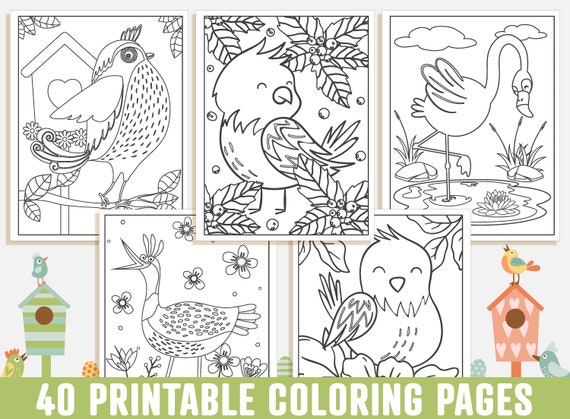 Bird Coloring Book: Amazing Coloring Books of Birds - Fun Coloring