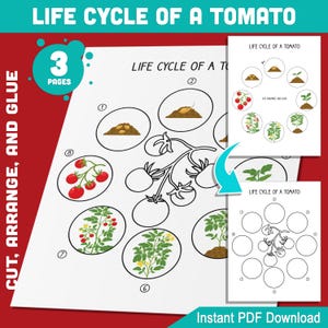 Levenscyclus van een tomaat Activiteit: knippen, schikken en lijmen 8 stadia van plantengroei voor leerplezier voor kinderen, pdf van 3 pagina's, direct download