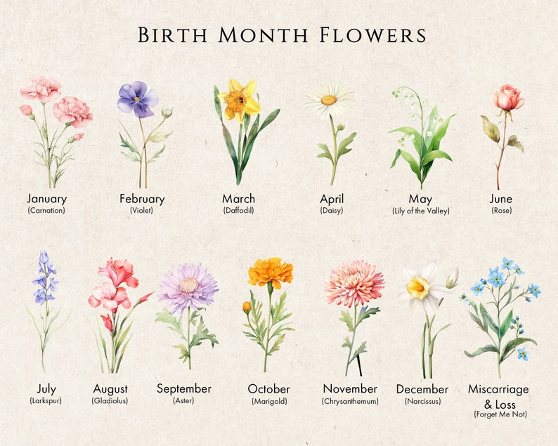 May include: A chart featuring watercolour illustrations of flowers representing each month of the year. The chart includes the name of the month and the flower's common name in brackets. For example, January is represented by a carnation, February by a violet, and March by a daffodil.