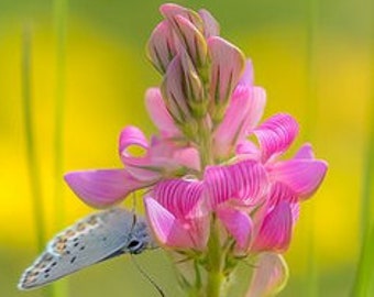 Esparsette 50 Samen, einheimisch, insektenfreundlich, robust, trockenheitsverträglich, mehrjährig