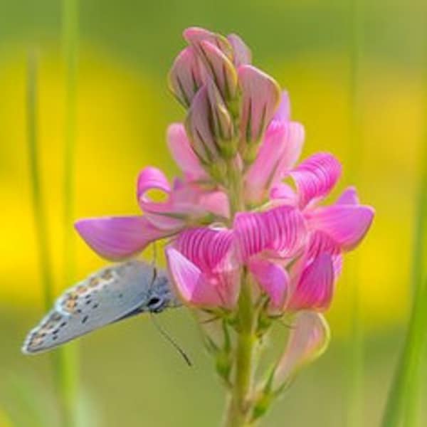 Esparsette 50 Samen, einheimisch, insektenfreundlich, robust, trockenheitsverträglich, mehrjährig