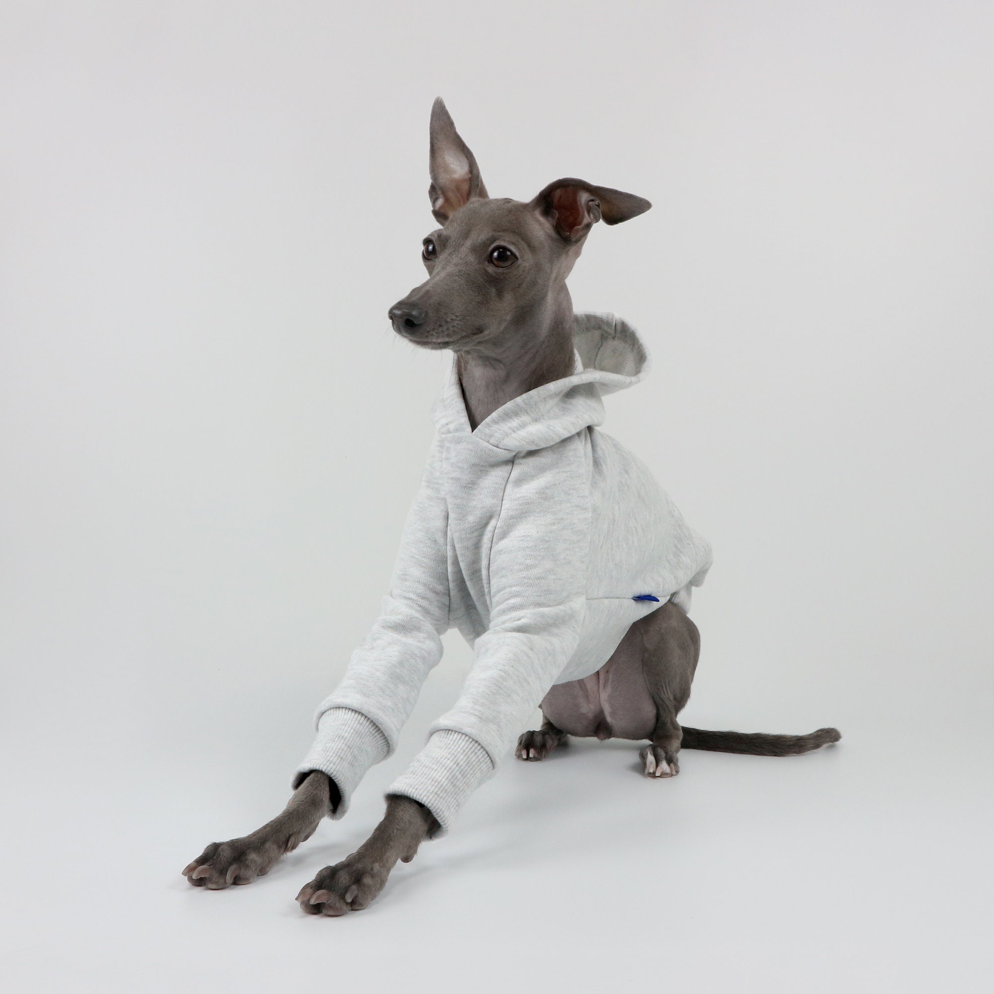 Hipaw Hoodie for Italian greyhound Light gray Etsy