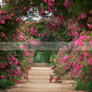 Rose Arch Path Digital Background