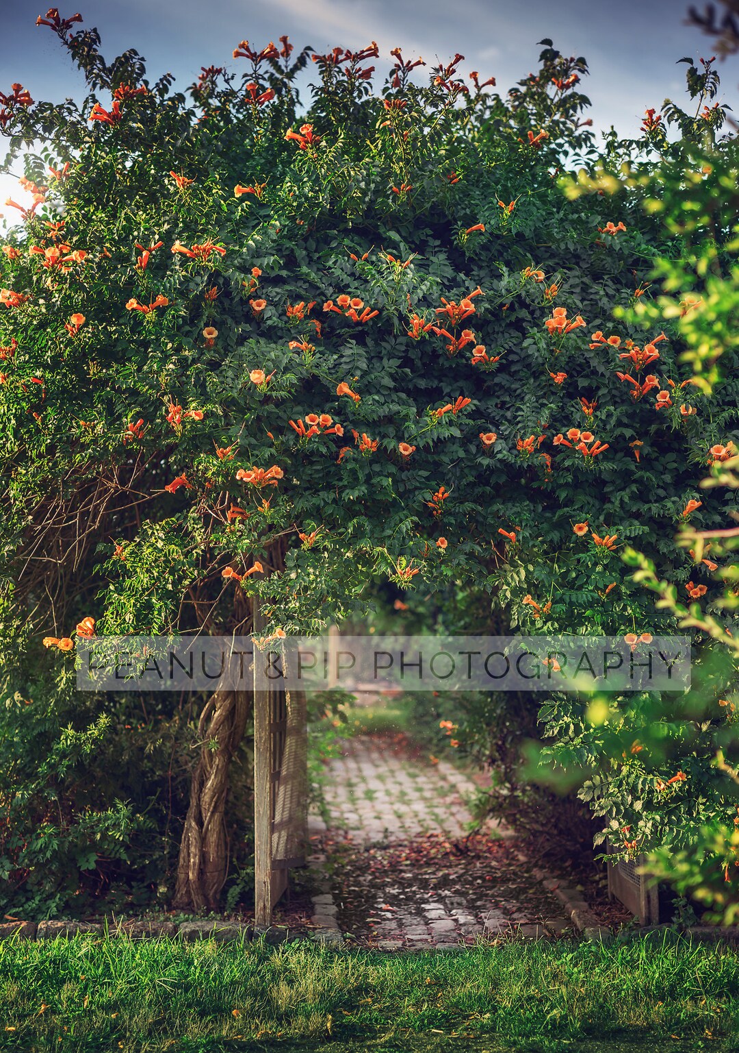 Trumpet Vine Arch Digital Background Etsy