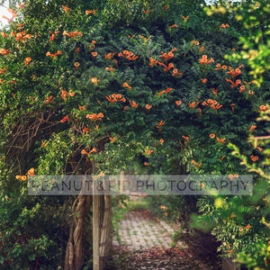 Trumpet Vine Arch Digital Background