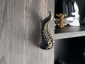 Octopus Cabinet Wardrobe Door Knobs, Modern Drawer Knob Handles, Furniture Pulls, Kitchen Door Knobs, Cupboard Door Knobs Handles, Nautical