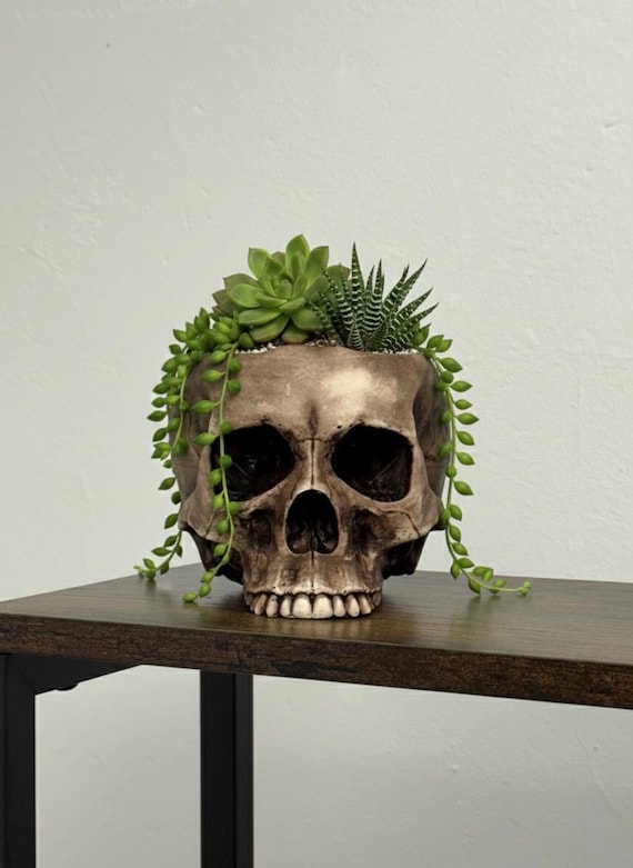 rikki dracaena Dracaena, Rikki Tip 6