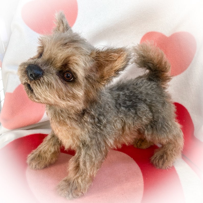 Small yorkie dog Realistic stuffed puppy toy Replica pet | Etsy
