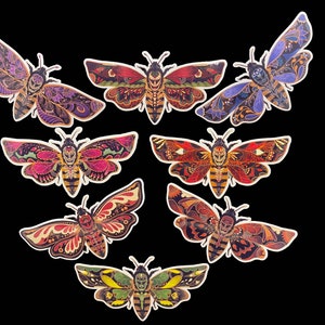 J4 Waterproof Death head moth collection.