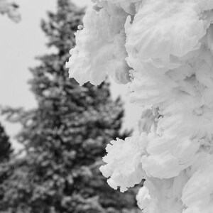 Winter Tree Close-Up