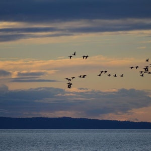Birds on Whidbey Island