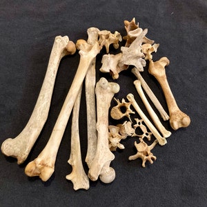 Assortment of Nature-Cleaned Animal Bones