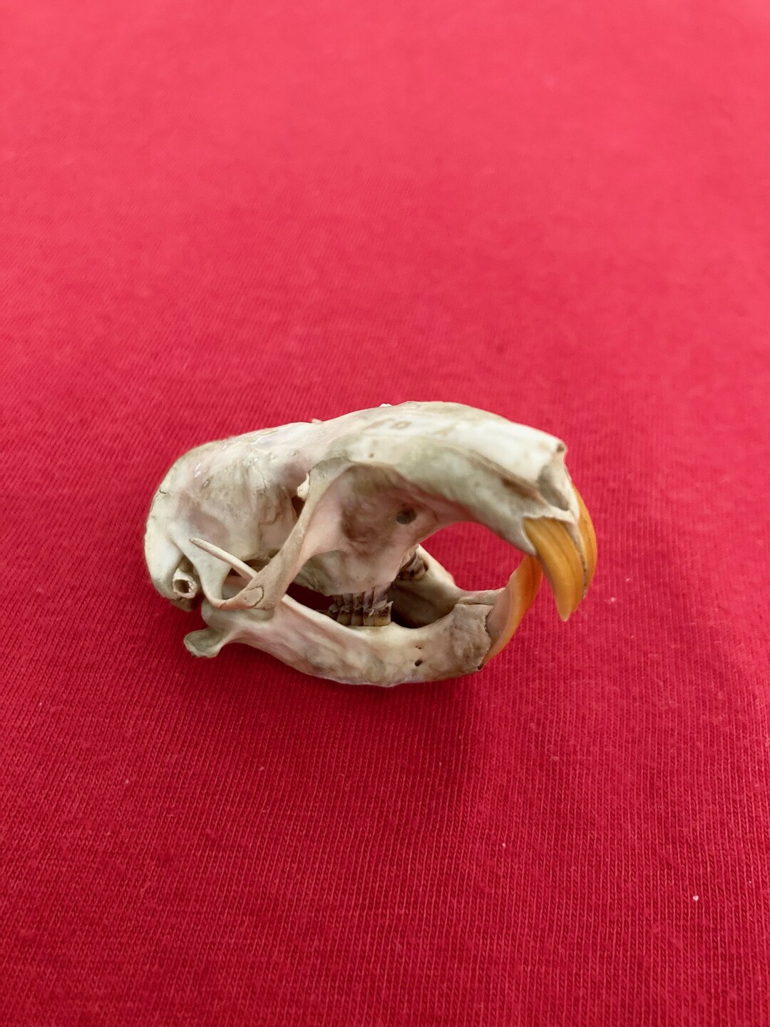 Pocket Gopher Skull Etsy