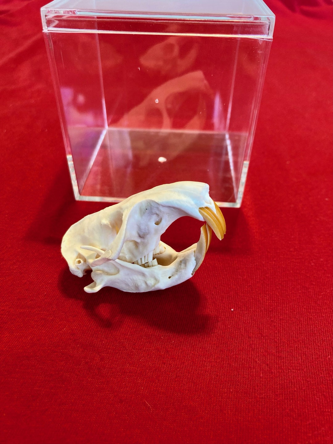 Jumbo Pocket Gopher Skull Etsy