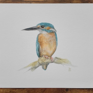 Patience Kingfisher Unmounted Print 10x8inch