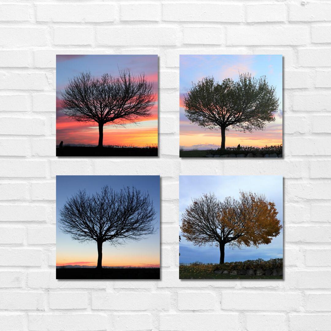 Seasons in Nature - Set of 4 Square Tree Canvas or Photo Prints in ...