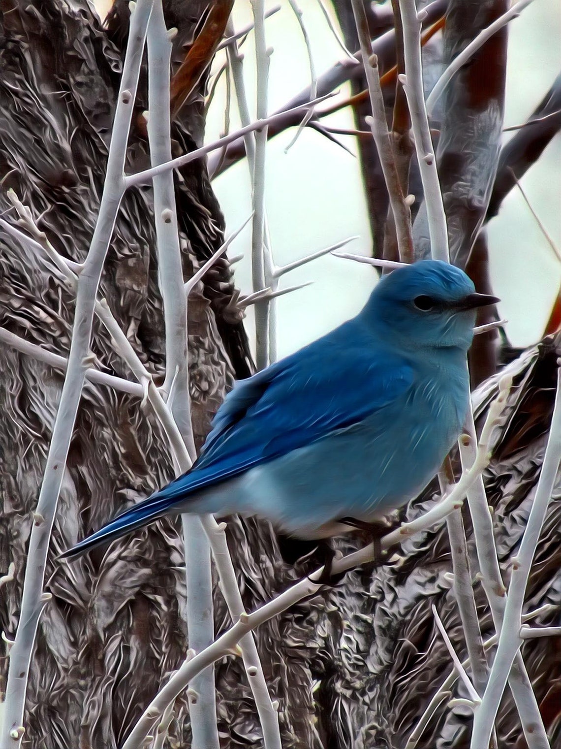 Mountain Blue Bird of Nevada | Etsy