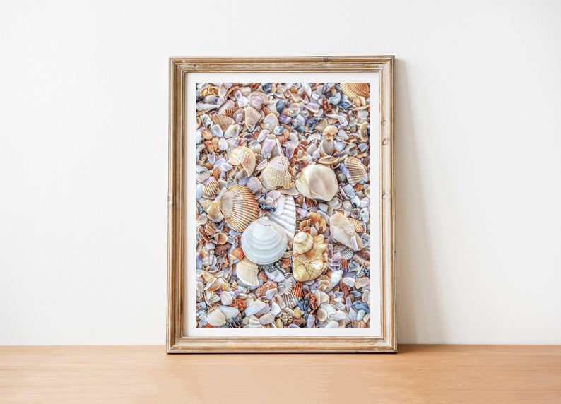 Coastal Wall Decor Ocean Decor Digital Download Beach Photography Nautical Shells Digital Photo Seashell Photography Seashell Photo
