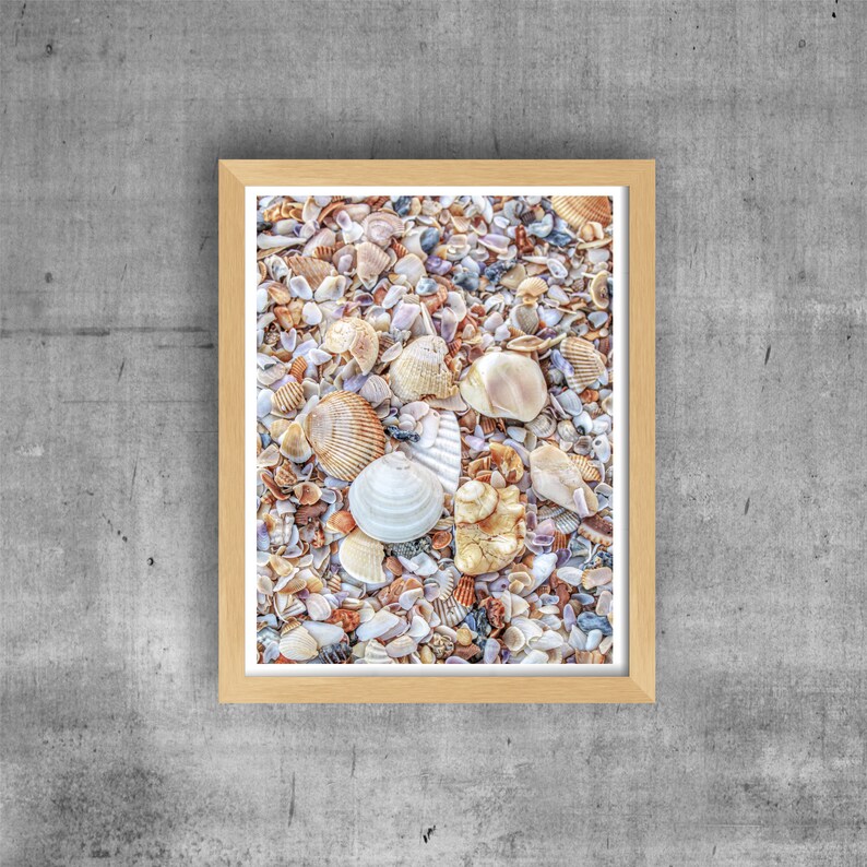 Coastal Wall Decor Ocean Decor Digital Download Beach Photography Nautical Shells Digital Photo Seashell Photography Seashell Photo