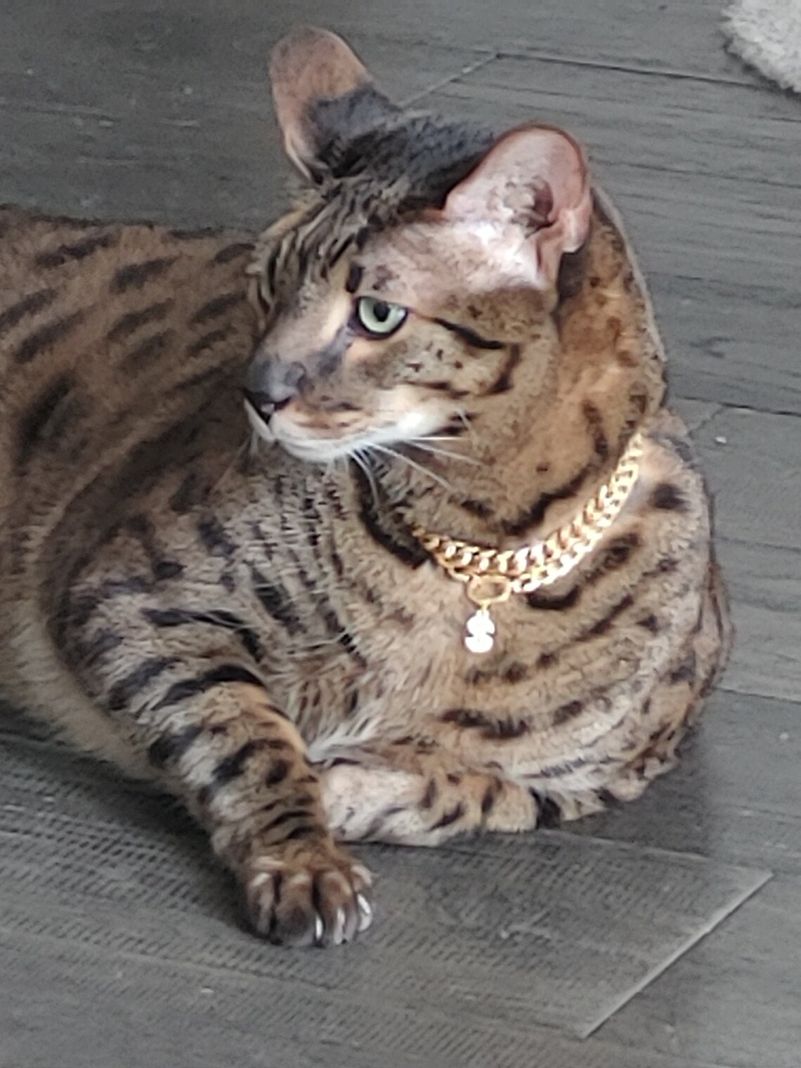 Pet Collar/ Gold Plated Chain Cat Collar or Dog Collar/Pet Etsy