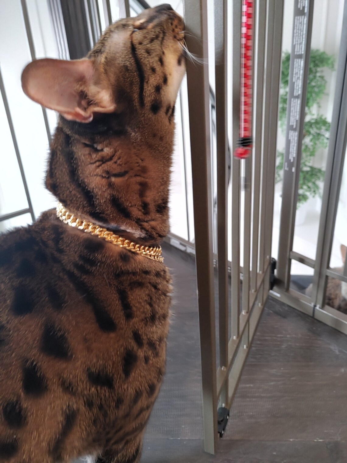 Pet Collar/ Gold Plated Chain Cat Collar or Dog Collar/Pet Etsy
