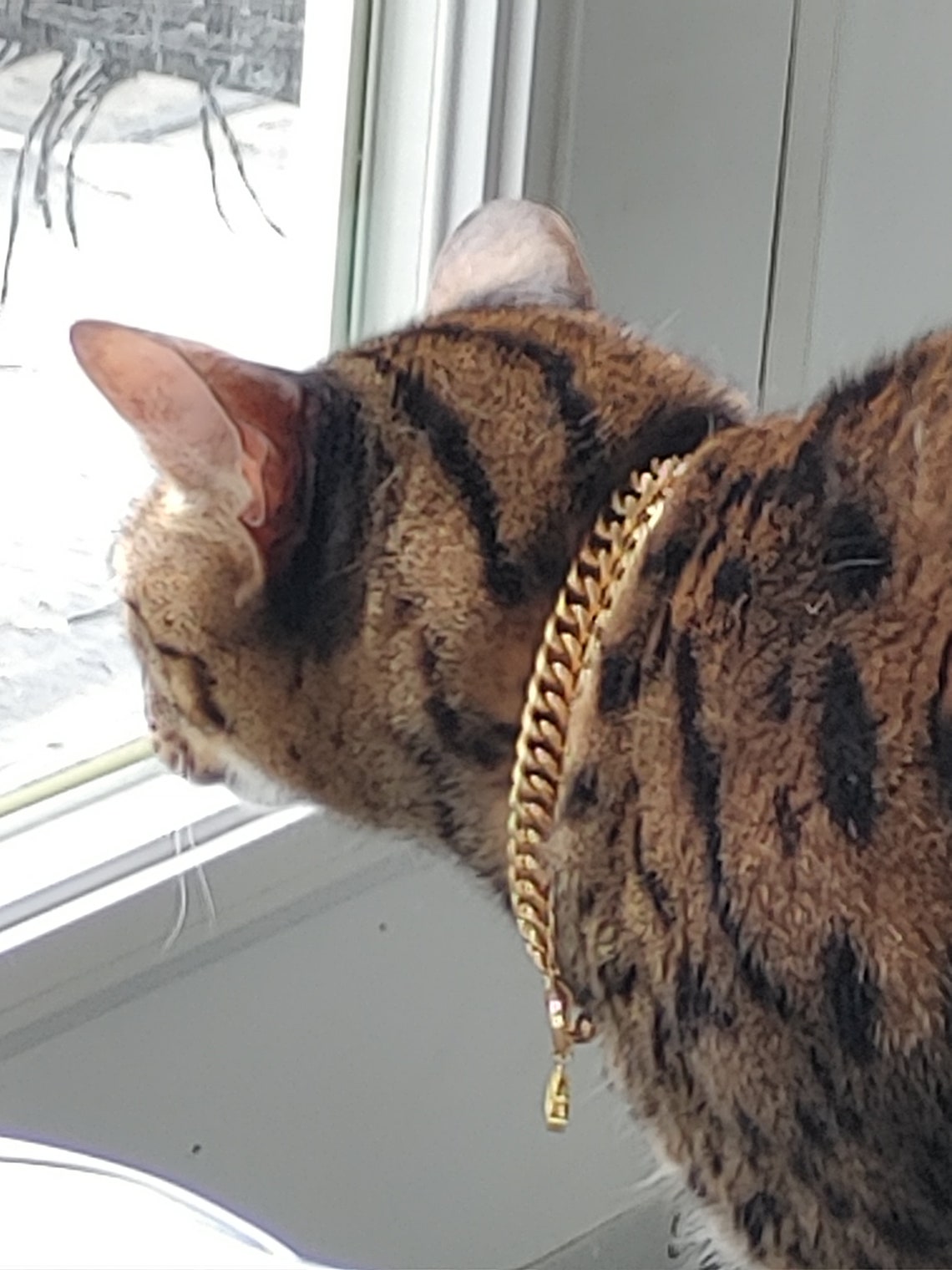 Pet Collar/ Gold Plated Chain Cat Collar or Dog Collar/Pet Etsy