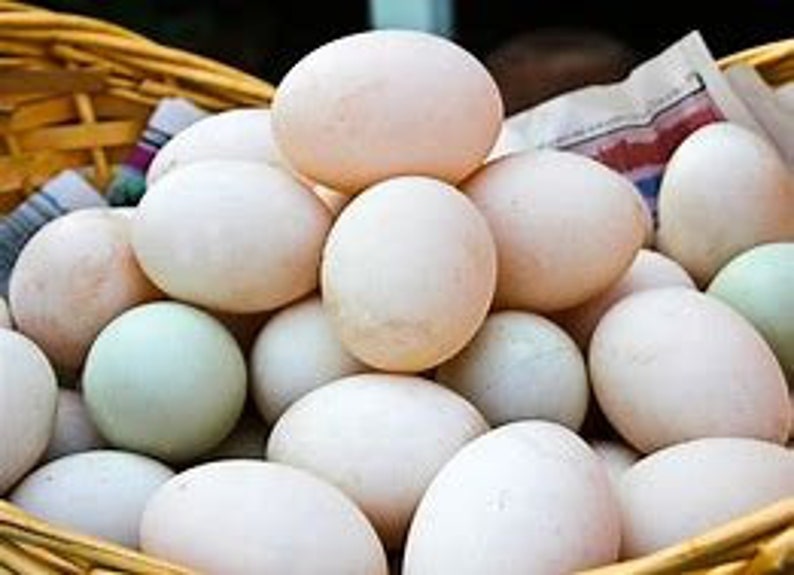 3 Dozen Farm Fresh Duck Eggs For Eating Baking EggsFree Etsy