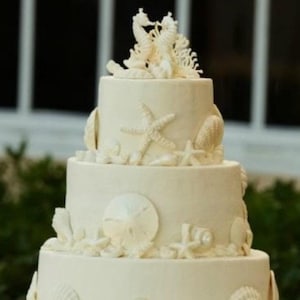 Edible, fondant large sea shell set
