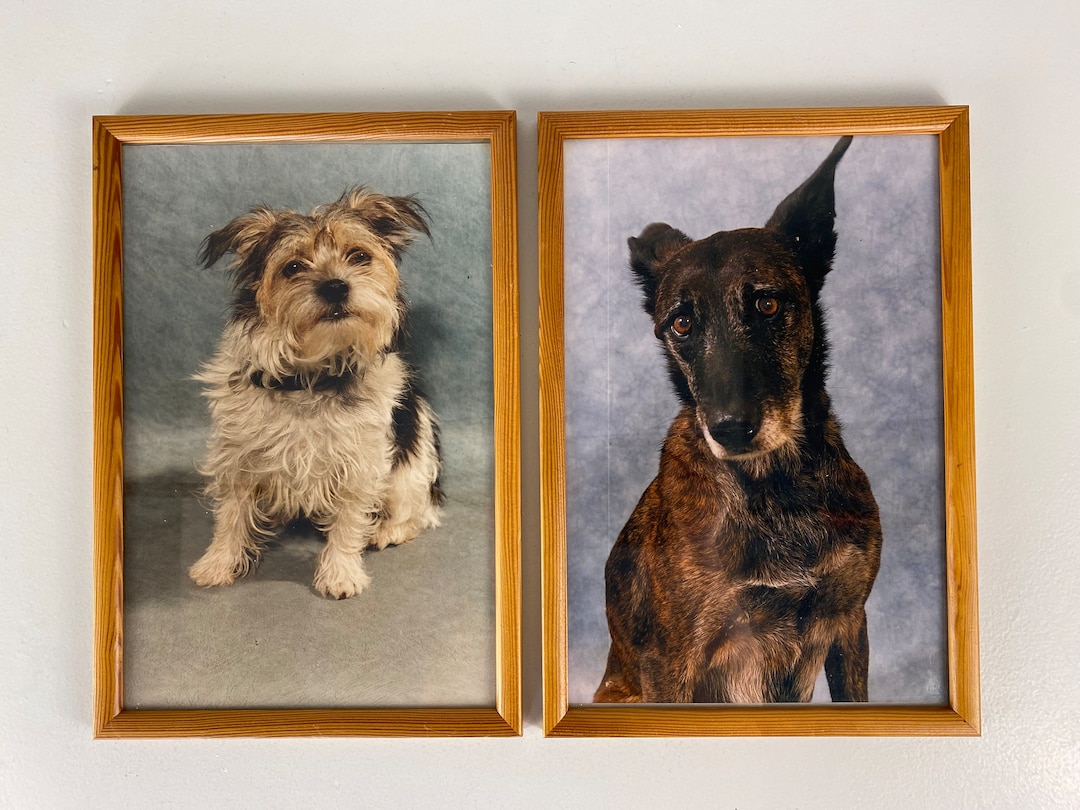 Vintage Framed Dog Pictures, Yorkshire Terrier and a German Shepherd ...