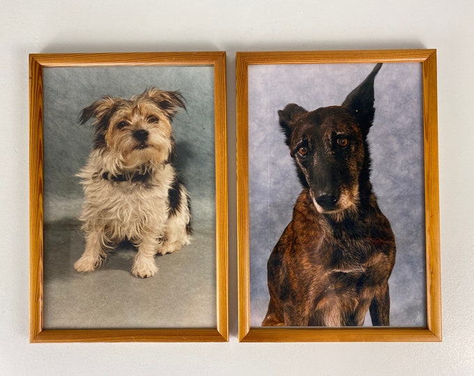 Vintage framed dog pictures, Yorkshire Terrier and a german shepherd picture, in a pine wood frame, lovely vintage from the 1970s