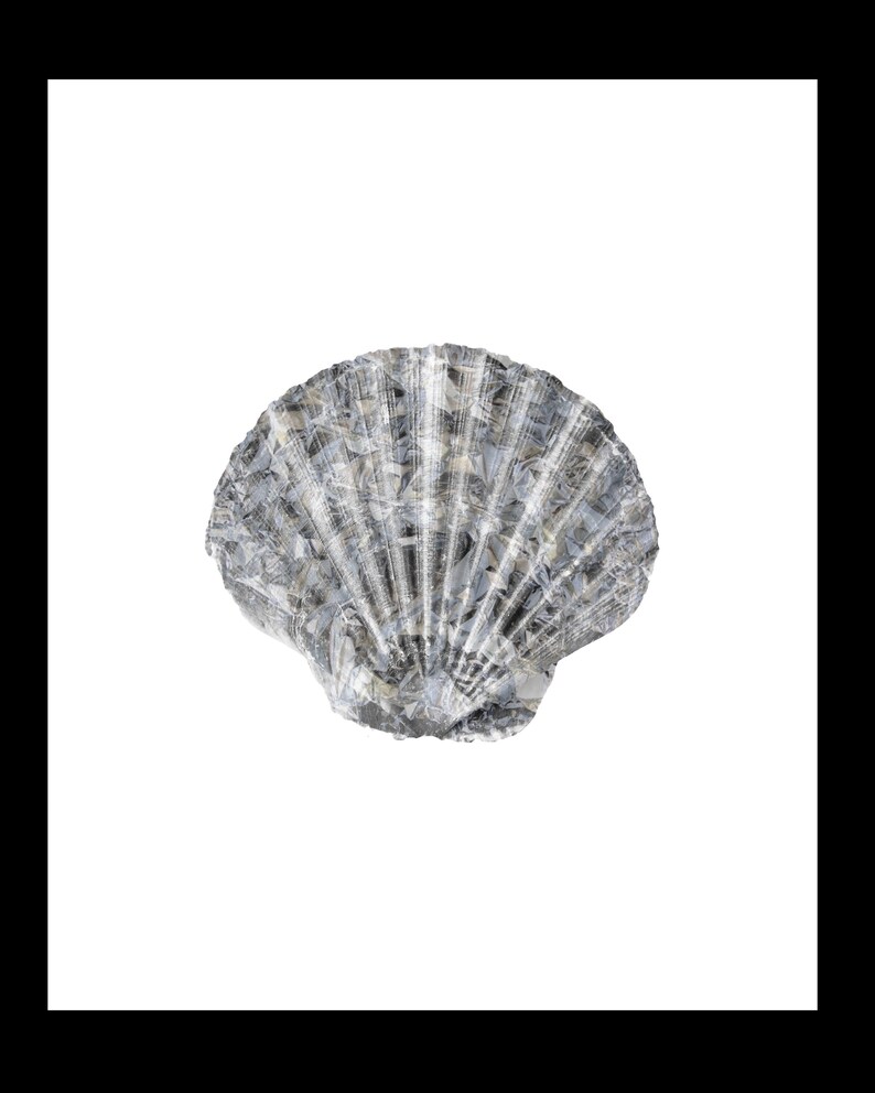 Printable Black and Gold Seashell Wall Art Room Decor Commercial and ...
