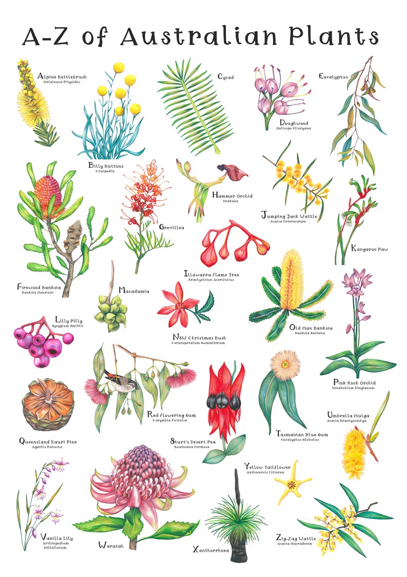AZ of Australian Native Plants Botanical Print Hand Drawn Etsy