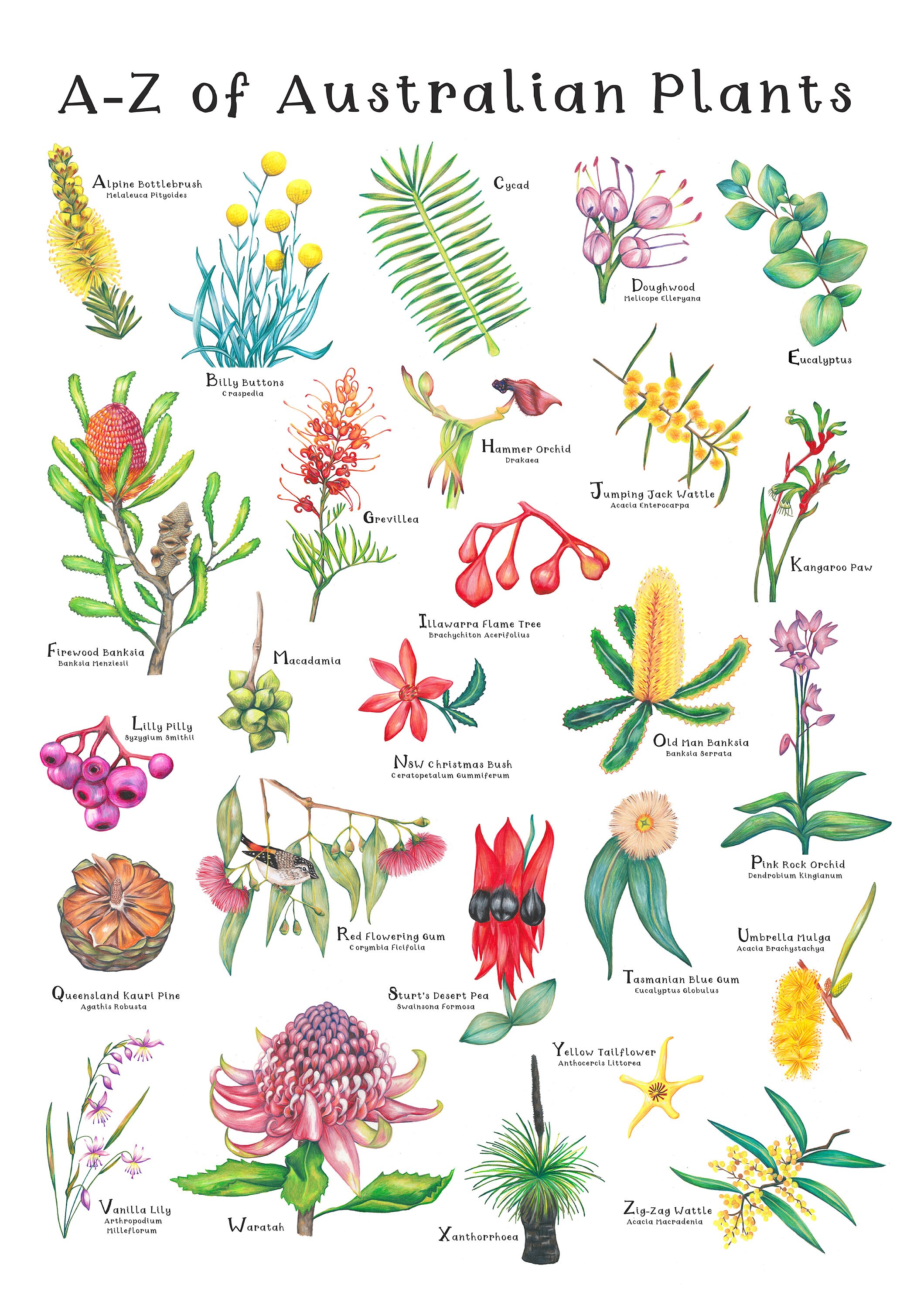 Native Plants In Australia Discount Tecnicaer