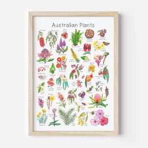 May include: A colorful illustrated poster featuring 36 different Australian plants. Each plant is labeled with its common name, including Waratah, Banksia, and Grevillea. The poster is titled "Australian Plants" and is framed in a light wood frame.