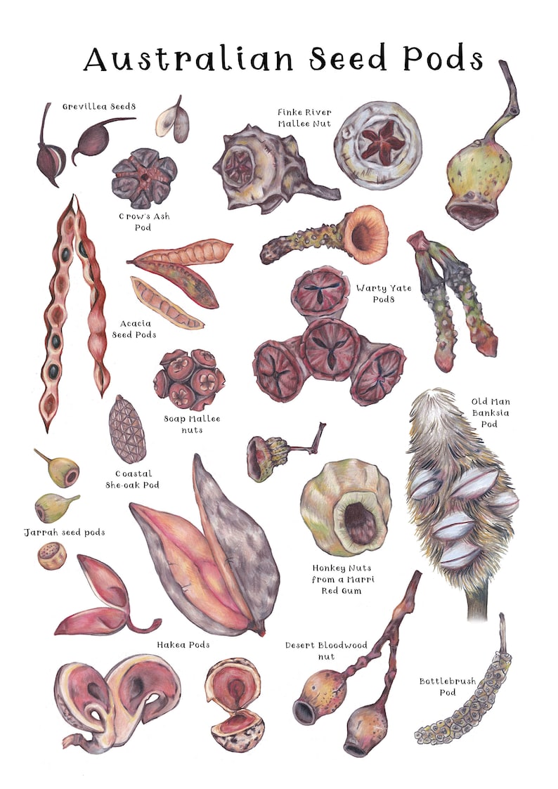 Dynamic Native Flower Seeds Image Concept Dynamic Native Flower Seeds Image Concept