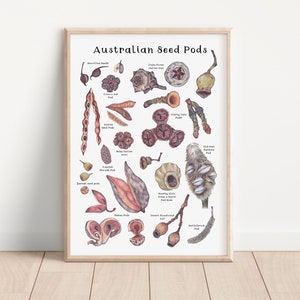 Australian Native Seed Pods, Botanical Print, Hand Drawn Illustrations, Gum nuts - A3 Size