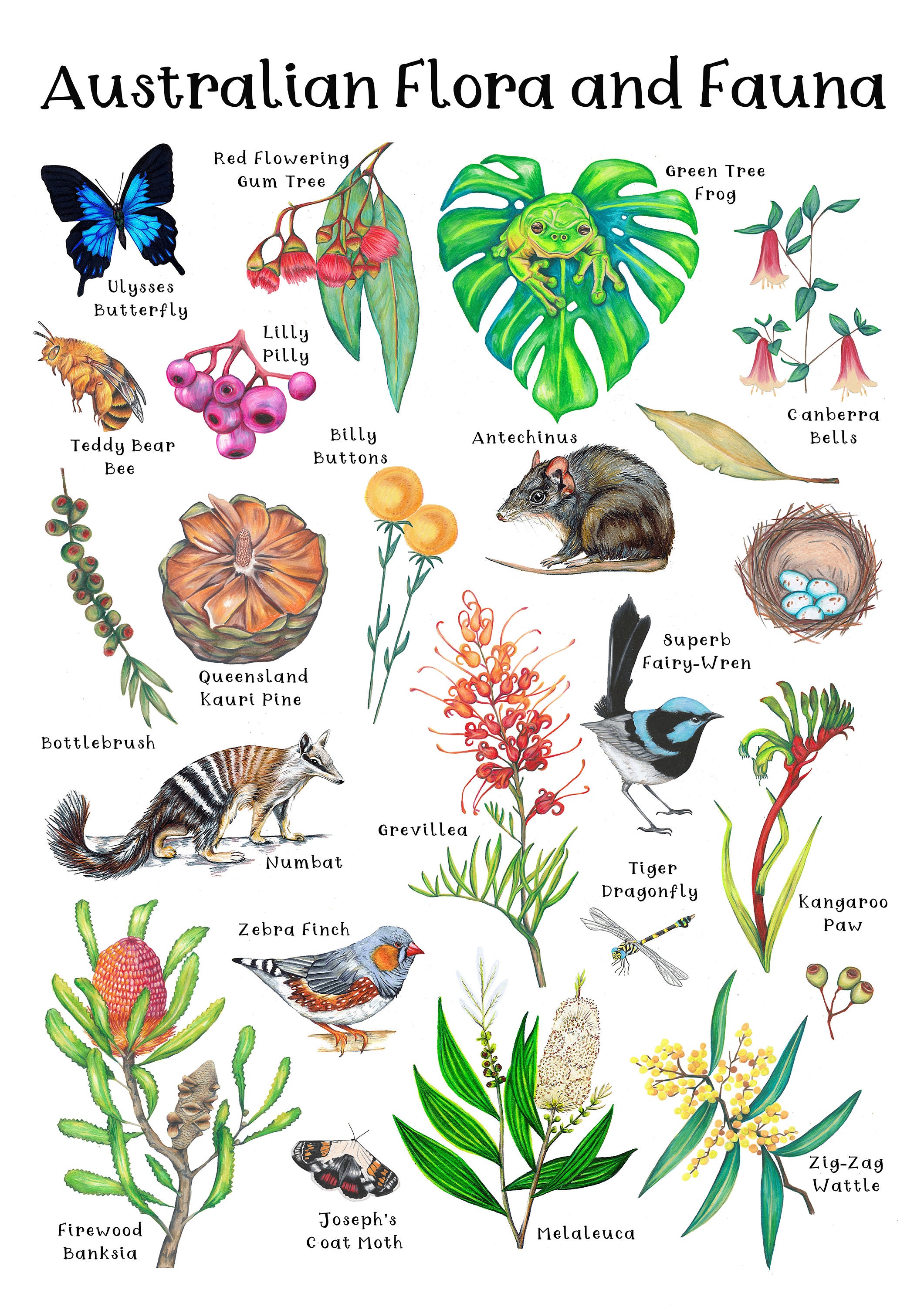A Z Of Australian Native Plants Botanical Print Hand Drawn 53 OFF