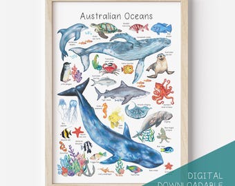 May include: A colourful illustrated chart of Australian ocean life. The chart features a variety of marine animals, including a humpback whale, a tiger shark, a blue whale, a sea turtle, a sea lion, a jellyfish, a starfish, and a variety of fish. The chart is titled "Australian Oceans".