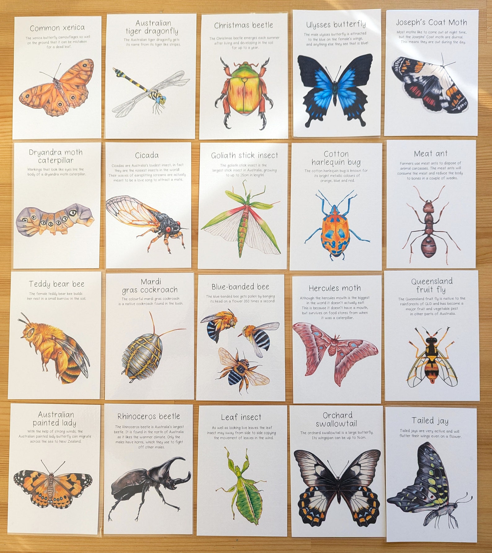 Insects In Australia Australian Native Bugs and Insects Flash Cards DIGITAL DOWNLOAD - Etsy