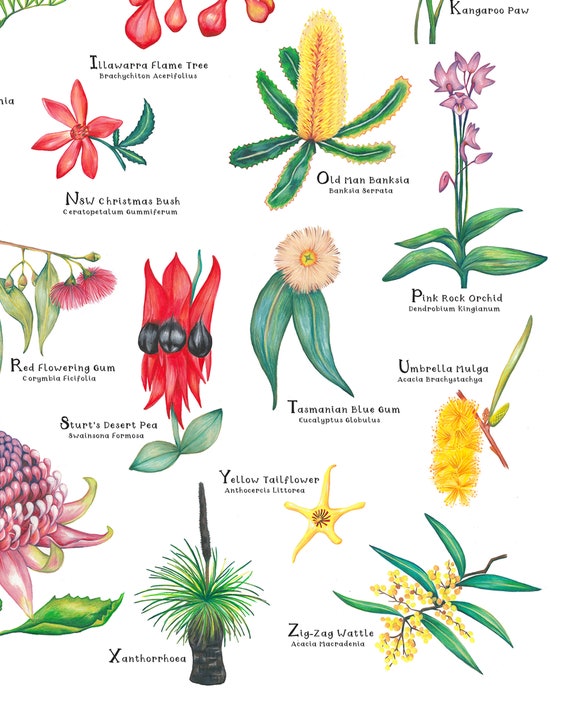 Australian Native Flowers List Pictures Cheap Clearance 