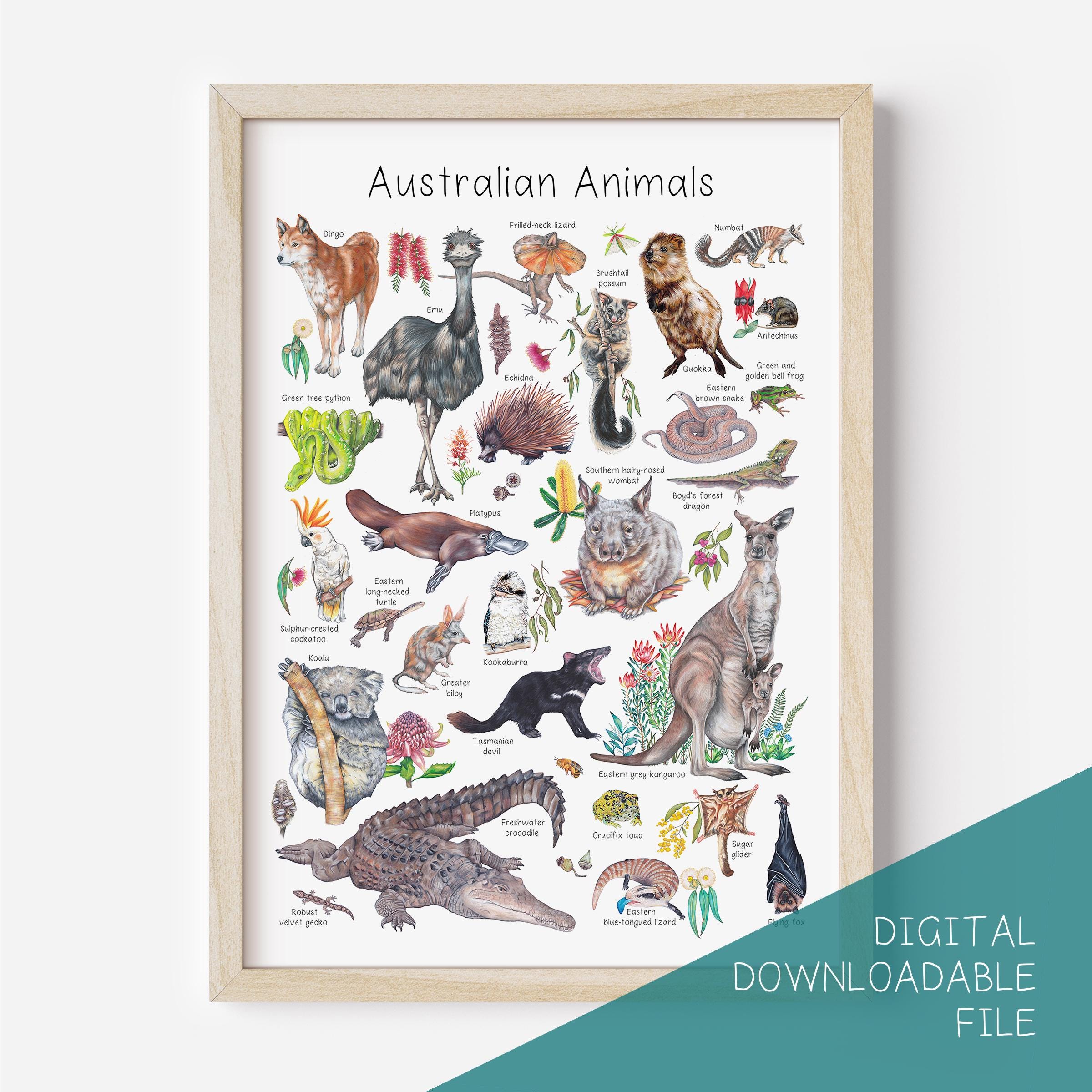 【約120cm】ANIMALLS アートポスター（超特大A0サイズ）#8466 Australian Animal Poster DIGITAL DOWNLOAD - Etsy