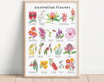 Australian Native Flowers, Botanical Print, Hand Drawn Illustrations of Australian's Wildflowers - A3 Size