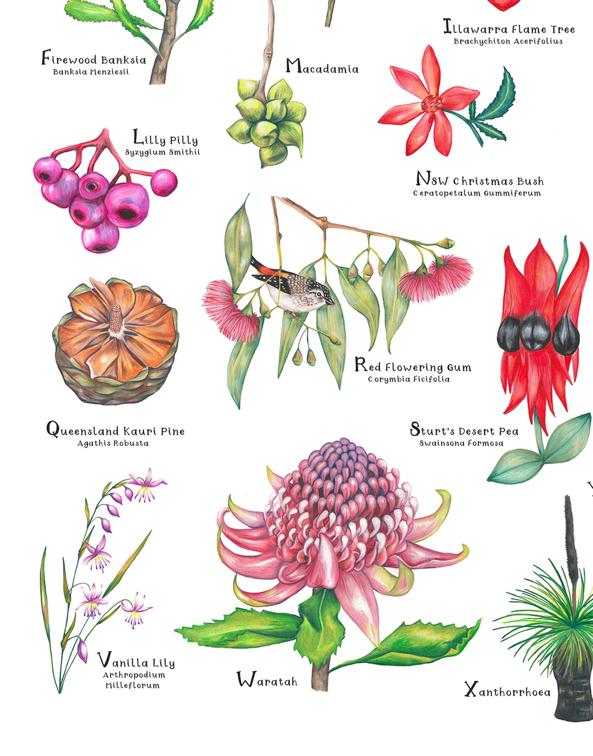 eucalyptus-flowers-google-search-australian-flowers-unusual