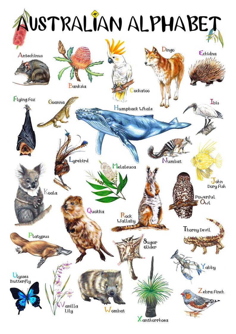 Australian Wildlife Alphabet Poster Hand drawn Aussie Animals | Etsy