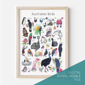 Australian Birds Poster DIGITAL DOWNLOAD