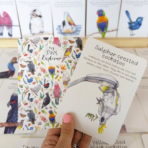 Australian Native Bird Flash cards - 20 in a pack - Fun Facts about each Bird - Hand drawn and Made in Australia