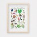 Australian Flora and Fauna Poster, Hand-drawn Aussie Animals & Plants, Botanical Print, Australian Native Flowers -  A3 Size 