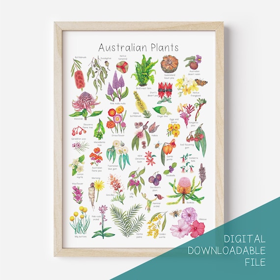 Australian Native Plants Poster Printable, Australian Botanical Chart, Nature Study Wall Art, Classroom Decor, Digital Download
