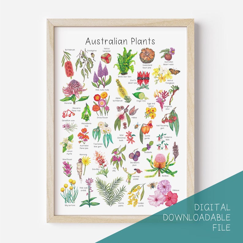 May include: A colorful illustrated poster featuring a variety of Australian plants. The poster is titled "Australian Plants" and includes the names of each plant. The plants are depicted in a realistic style with vibrant colors and intricate details.