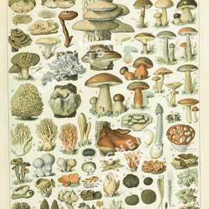 MUSHROOMS | Guide Fungi | Vintage | Wall Décor | (Printable Digital Download - JPEG/PDF)